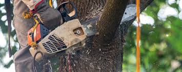 Professional Tree Care in New Cumberland, WV