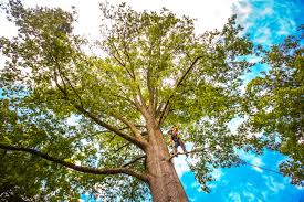 Leaf Removal in New Cumberland, WV