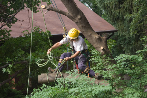 Best Fruit Tree Pruning  in New Cumberland, WV