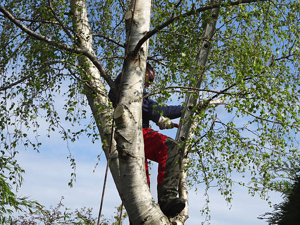 Best Hazardous Tree Removal  in New Cumberland, WV