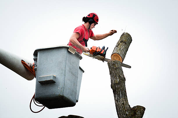 Best Utility Line Clearance  in New Cumberland, WV