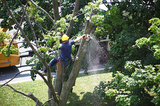 Best Firewood Processing and Delivery  in New Cumberland, WV